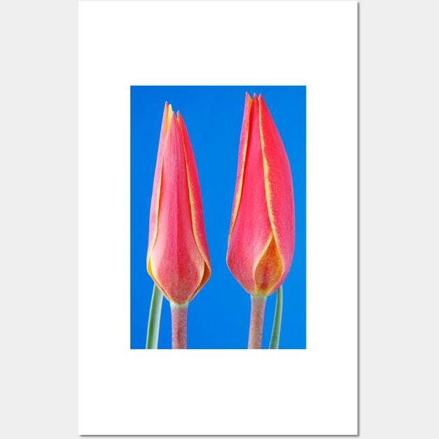 Tulipa clusiana var. chrysantha  'Tubergen's Gem'  Lady tulip  Miscellaneous tulip group Wall Art by chrisburrows